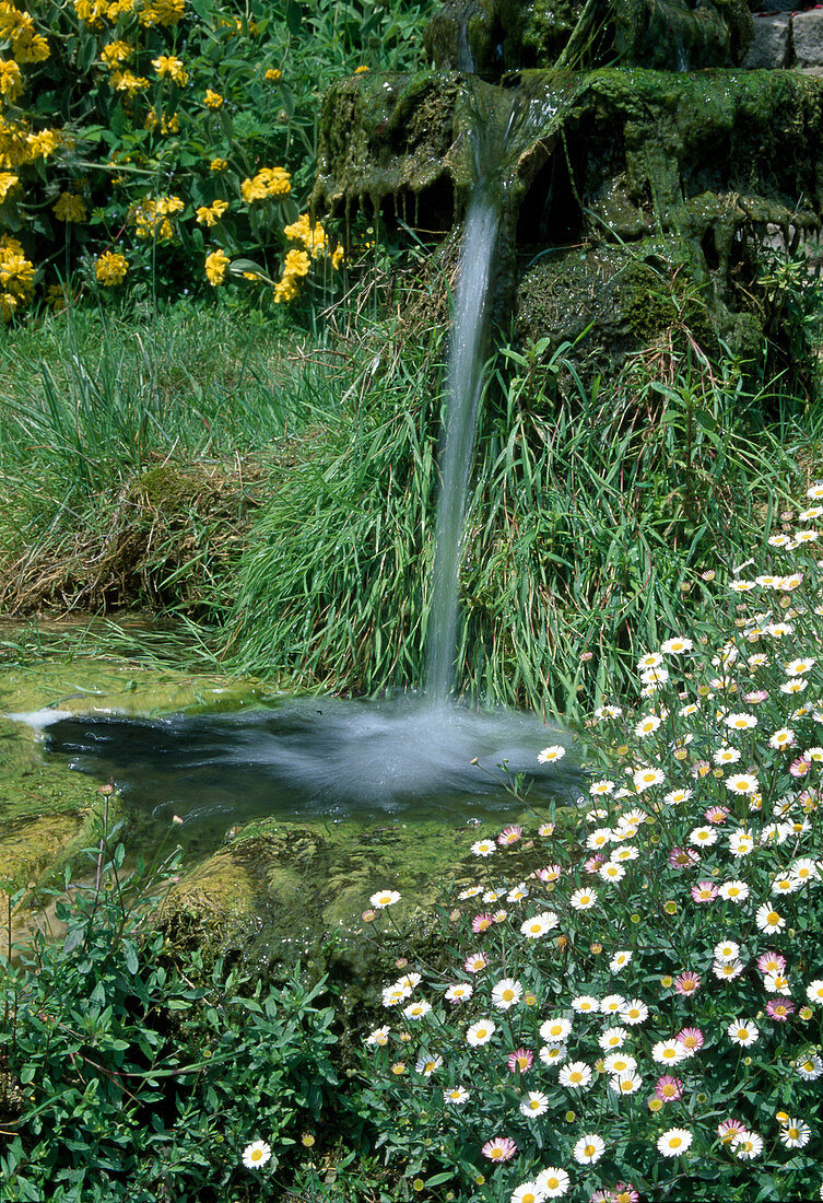 Erigeron karvinskianus 'Blütenmehr' (Spanisches Gänseblümchen) neben Wasserfall