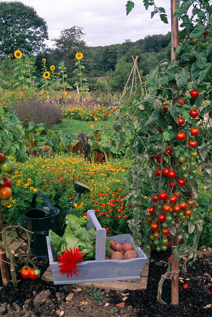 Farm garden - tomatoes (Lycopersicon), Tagetes tenuifolia (Spice Tagetes), basket with freshly harvested lettuce (Lactuca) and potatoes (Solanum tuberosum), Helianthus annuus (sunflowers)