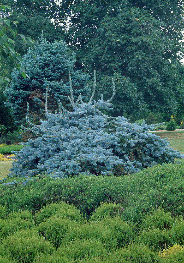 Picea pungens 'Pendula' (hängende Blaufichte) hinter Heide