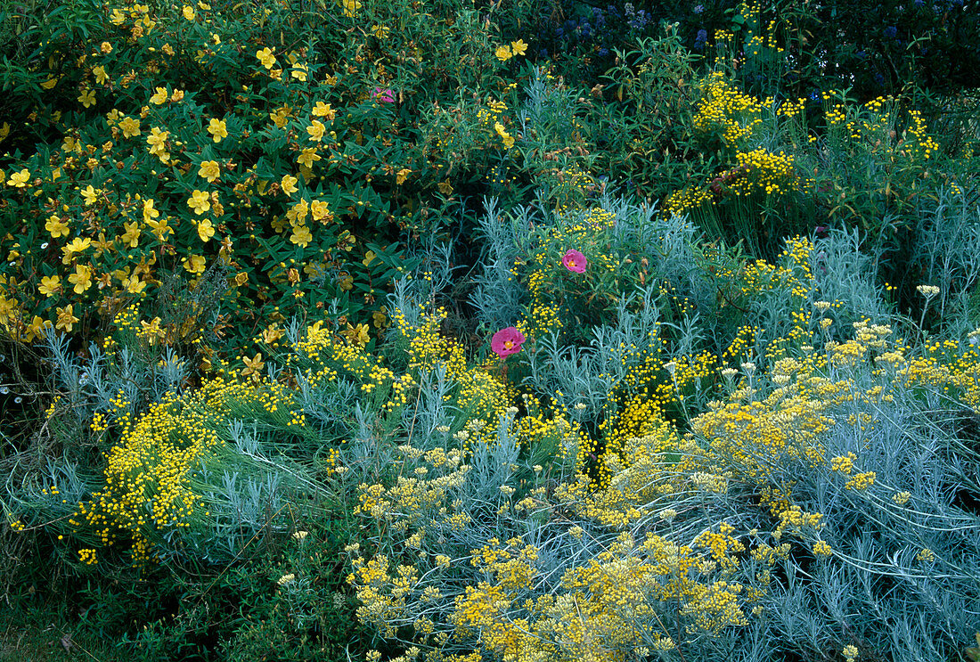 Helichrysum italicum (curry herb), Hypericum (Joahnniskraut), Santolina (holy herb), Cistus (cistus)