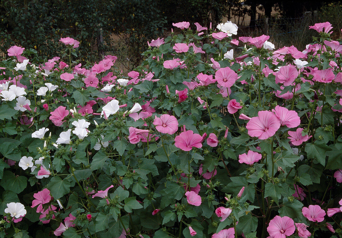 Lavatera trimestris (cup mallow)