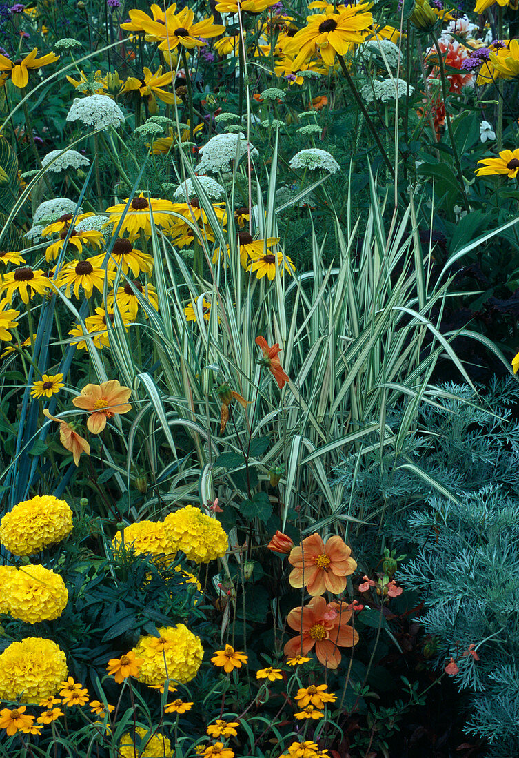 Phalaris arundinacea (Rohrglanzgras), Tagetes (Studentenblumen), Dahlia (Dahlien), Rudbeckia hirta (Sonnenhut) und Ammi majus (Knorpelmöhre)