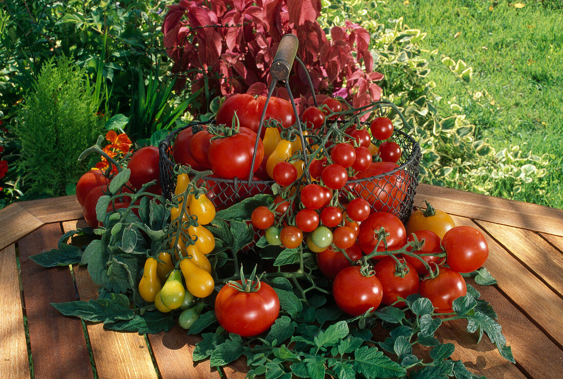 Basket of freshly picked tomatoes: Cocktail tomatoes, round tomatoes, beef tomatoes in yellow and red (Lycopersicon)