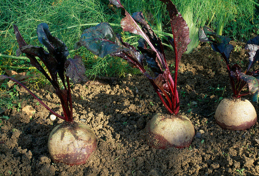 Rote Bete (Beta vulgaris) im Beet