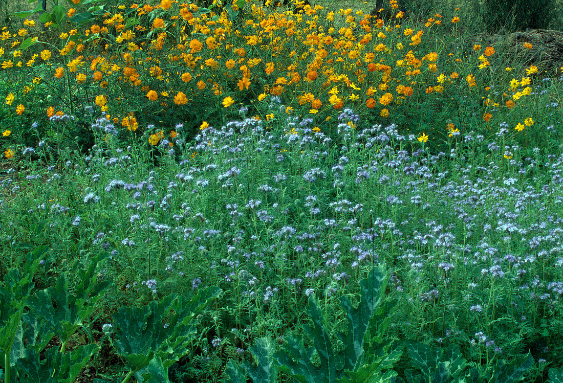 Gründüngung: Phacelia tanacetifolia (Büschelschön, Rainfarn-Phazelie), hinten Cosmos sulphureus (Schmuckkörbchen)