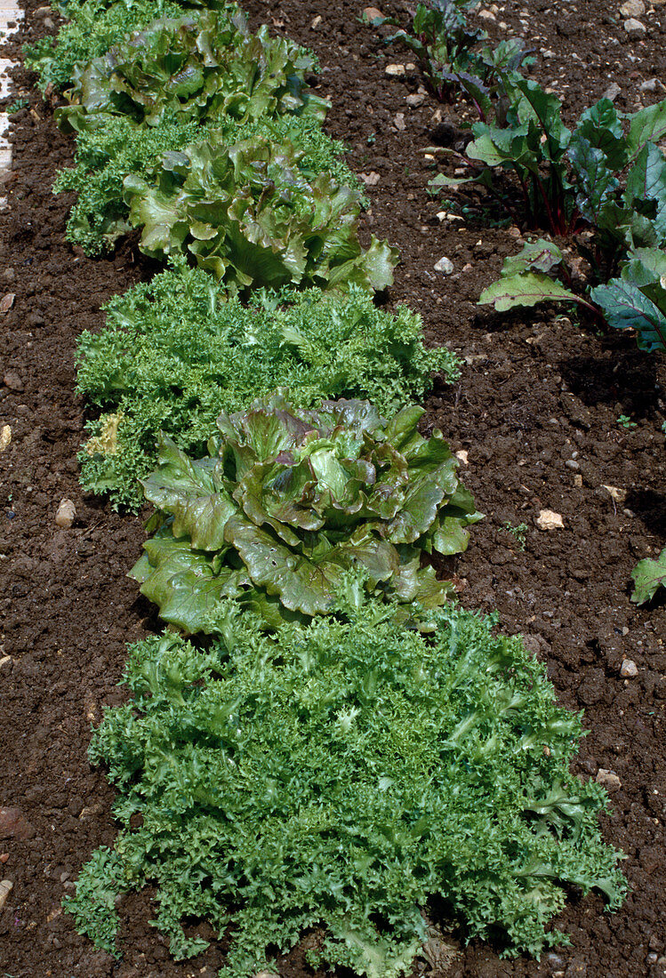 Endive and Batavia 'Red Rossia' lettuce