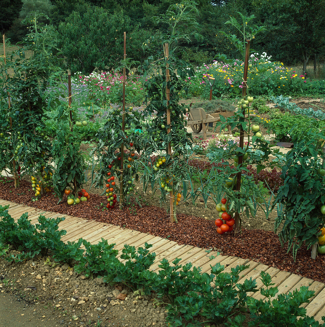 Gemulchte Tomaten und Sellerie am Rollweg