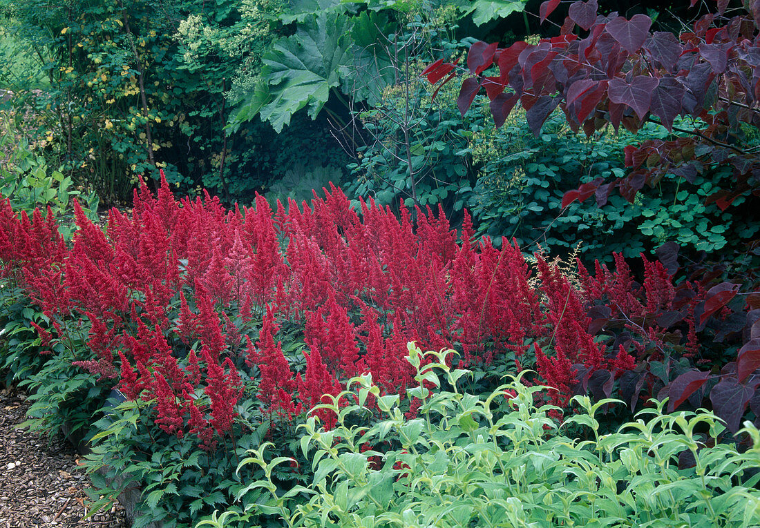 Astilbe Arendsii hybrids' Fanal'-astilbe in the shade before trees