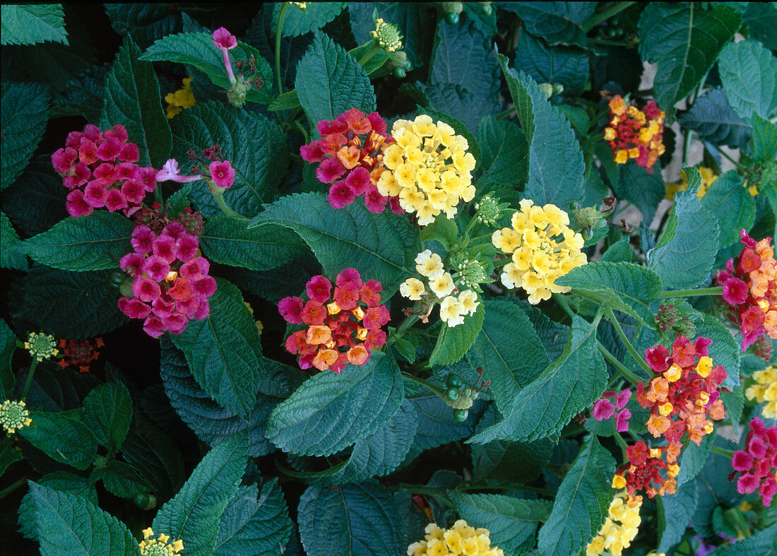 Lantana camara mix. Convertible anemone