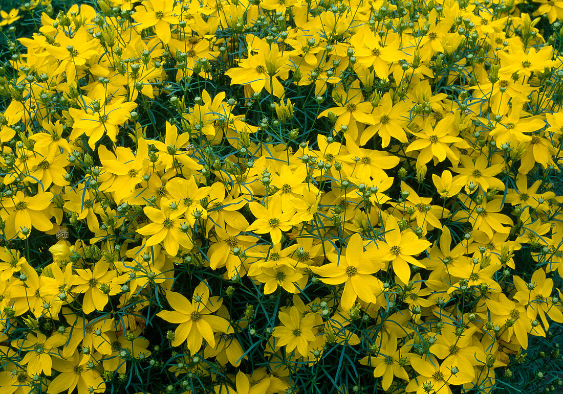 Coreopsis verticillata 'Grandiflora' (Needle-leaved girl's eye)