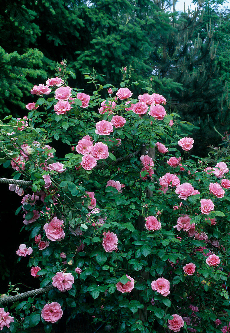 Rosa 'Bantry Bay' Kletterrose, öfterblühend, zarter Duft