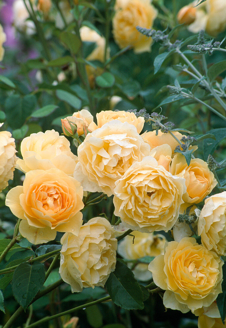 Rosa 'Graham Thomas' (Englische Rose), öfterblühend, guter Teerosenduft, von David Austin