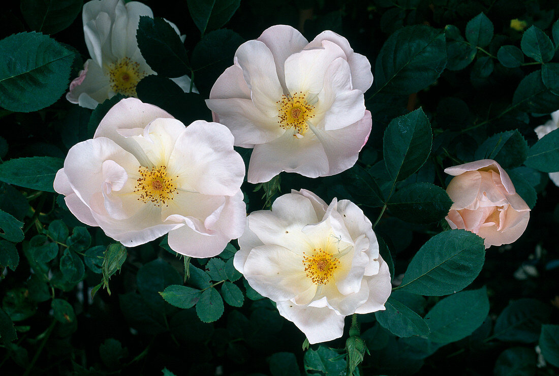 Rosa 'Shropshire Lass' Englische Rose, Kletterrose, Ramblerrose, einmalblühend mit starkem Duft