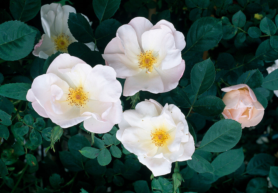 Rosa 'Shropshire Lass' (Kletterrose), David Austin, einmalblühend, leichter Duft, sehr robust