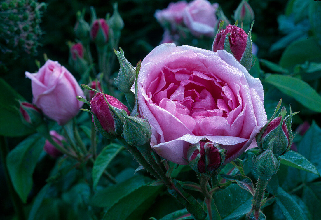 Rosa 'Mary Rose' (Englische Rose), öfterblühend, mit dem Duft alter Rosen