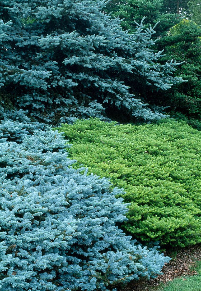 Picea pungens 'Koster' (Blaufichte), Abies koreana 'Green Carpet' (Kriechende Koreatanne)