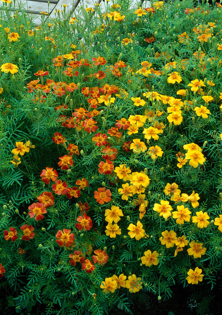 Tagetes tenuifolia 'Starfire' (Marigolds)