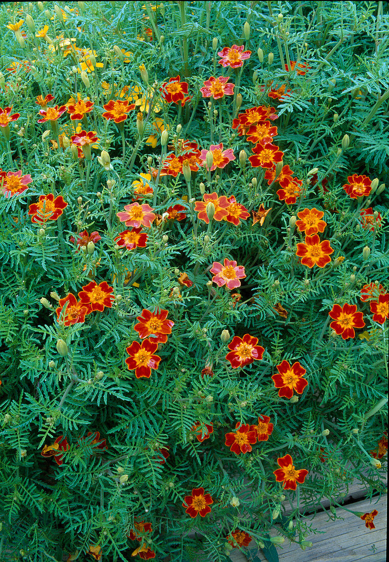 Tagetes tenuifolia 'Starfire' (Marigolds)