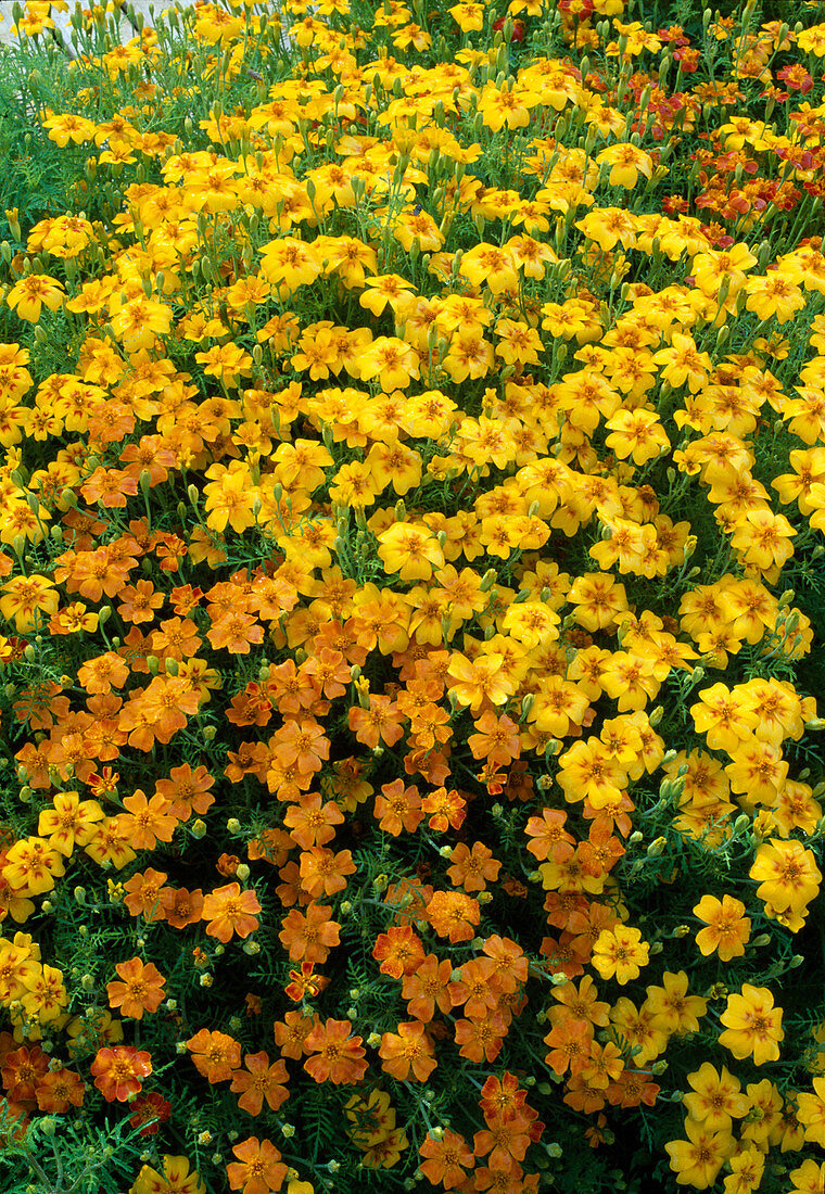 Tagetes tenuifolia 'Starfire' (Marigolds)