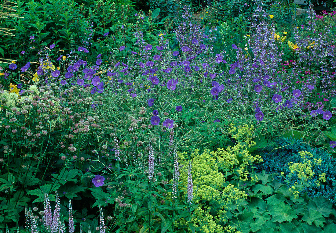 Geranium collinum 'Nimbus' (Storchschnabel), Astrantia (Sterndolde), Alchemilla mollis (Frauenmantel), Salvia sclarea (Muskatellersalbei) und Veronica (Ehrenpreis)