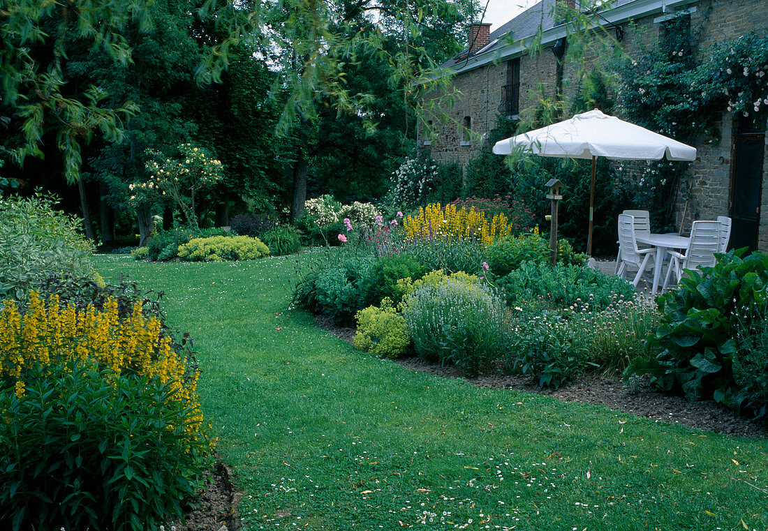 Lawn paths between beds - Lysimachia punctata (golden field plantain), Cornus alba 'Elegantissima' (white dogwood), Alchemilla mollis (lady's mantle), Rosa (roses), terrace with parasol