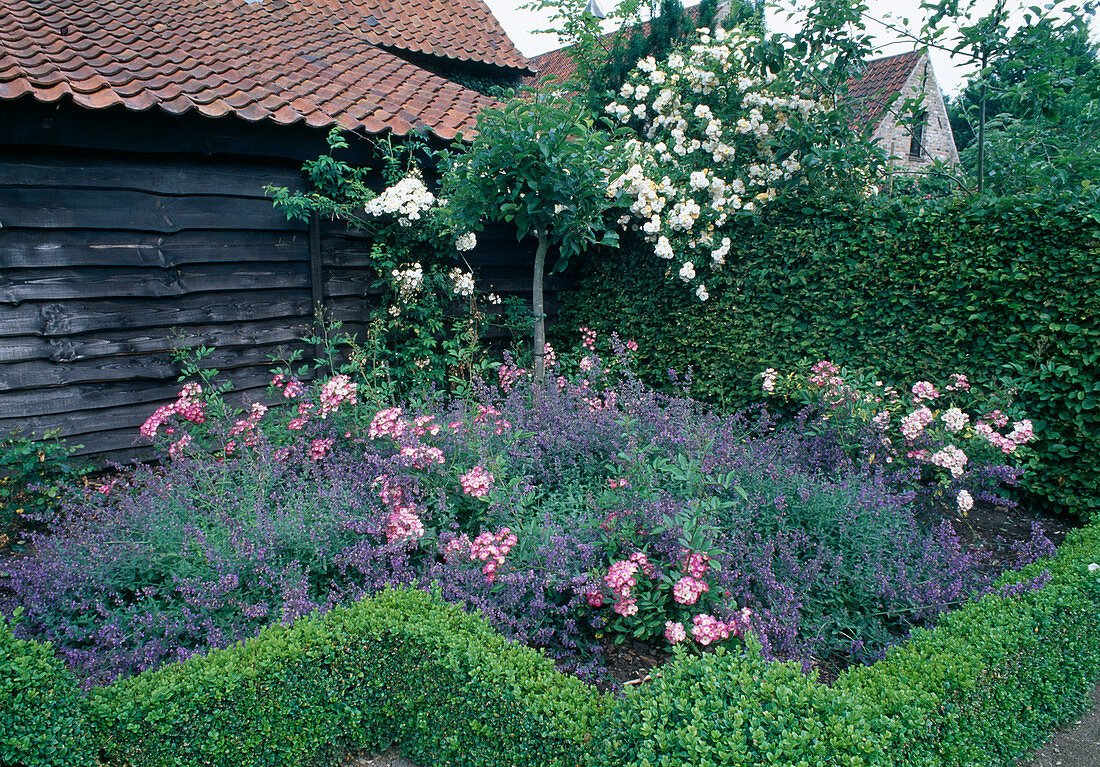 Rosa 'Mozart''Ghislaine de Feligonde ' (Rosen), Nepeta (Katzenminze), Buxus (Buchs) als Beeteinfassung