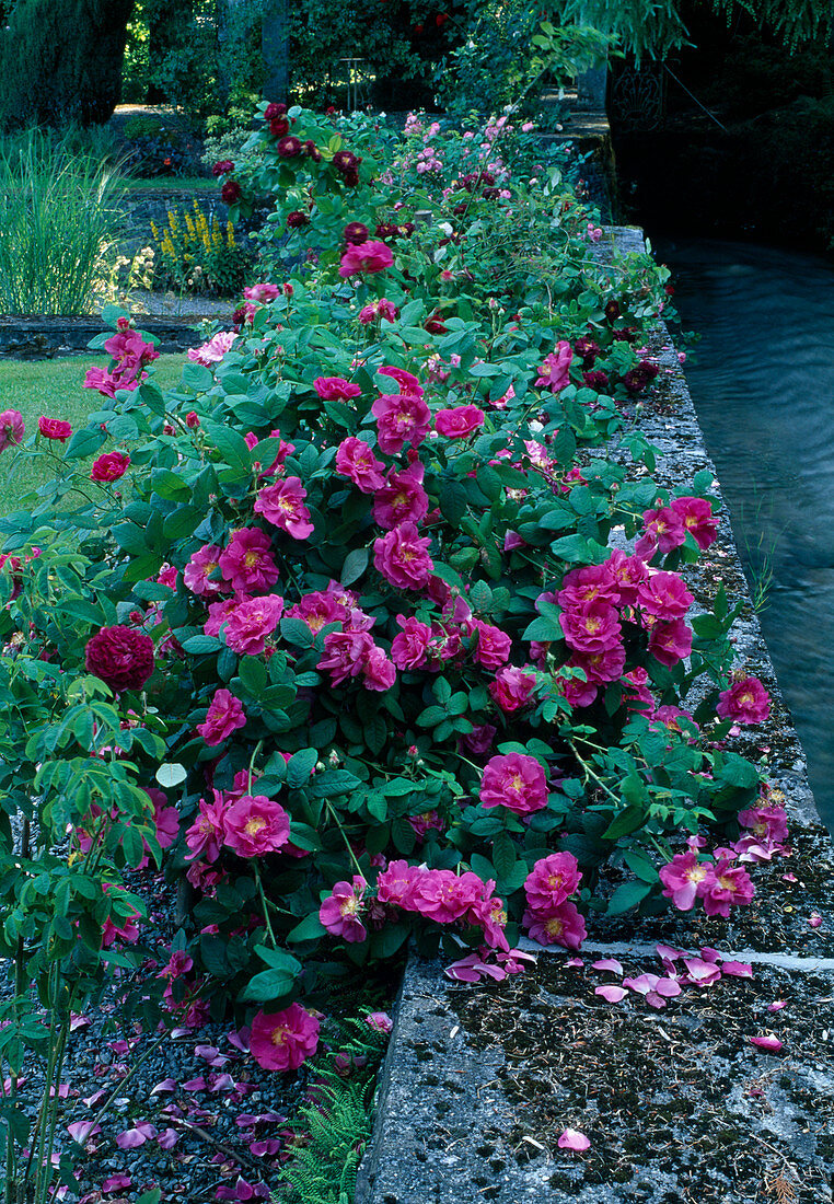 Rosa gallica officinalis (Apothekerrose), intensiver Duft, Rosa gallica 'Tuscany' (Samt-Rose) bewachsen Gartenmauer