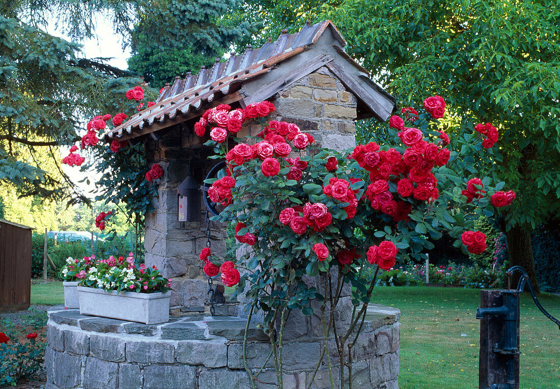 Rosa 'Danse du Feu' (Ramblerrose, Kletterrose), remontierend mit leichtem Duft, an gemauertem Ziehbrunnen, Schwengelpumpe daneben