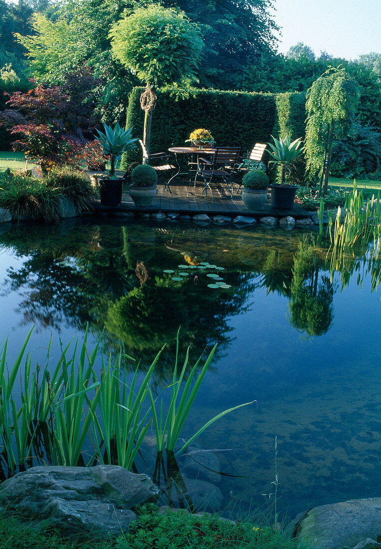 Seating area on wooden deck by the pond, Agave attenuata, Acer palmatum (fan maple), Robinia 'Umbraculifera' (globe robinia), Buxus (boxwood), hedge as privacy screen