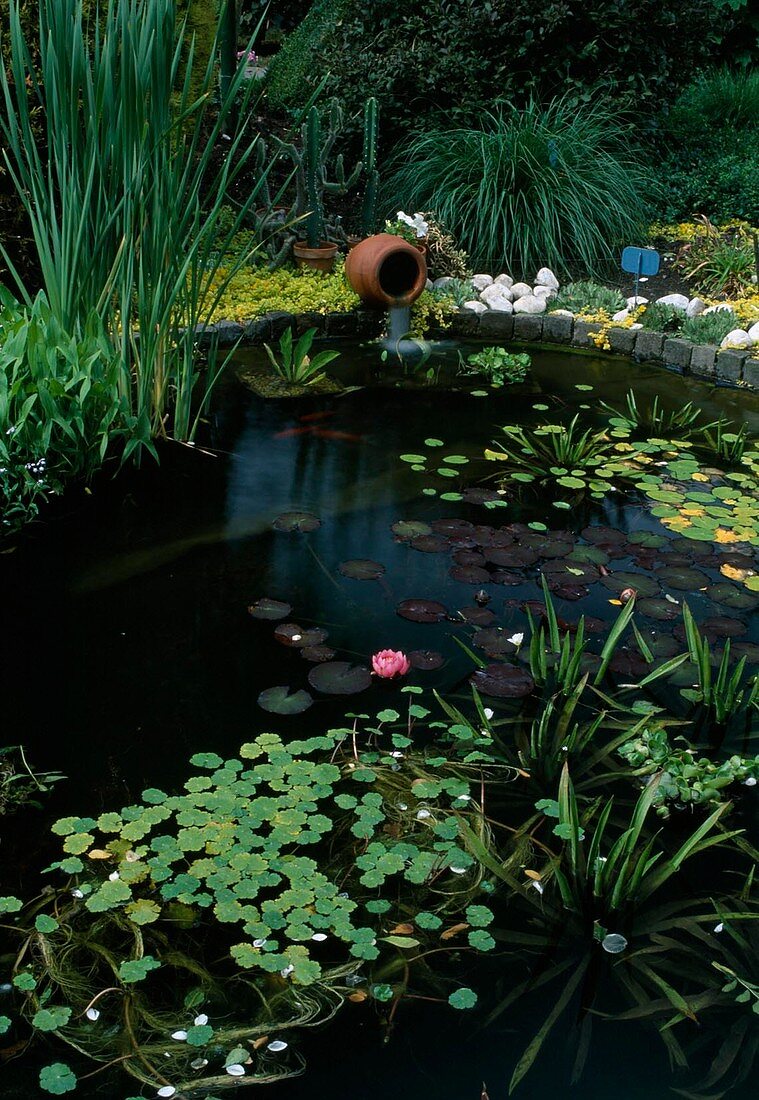 Kleiner Wassergarten: Nymphaea (Seerose), Hydrocharis morus-ranae (Froschbiss), Stratiotes aloides (Krebsschere, Wasseraloe), Typha (Rohrkolben), Ufer mit Granitsteinen eingefasst