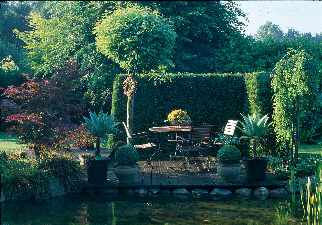 Seating area on wooden deck by pond, Agave attenuata, Acer palmatum (fan maple), Robinia 'Umbraculifera' (globe robinia), Buxus (boxwood), hedge as privacy screen