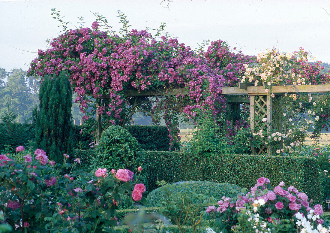 Rosa 'Veilchenblau' (Rambler rose), hedges of Buxus (boxwood), Taxus (columnar yew)