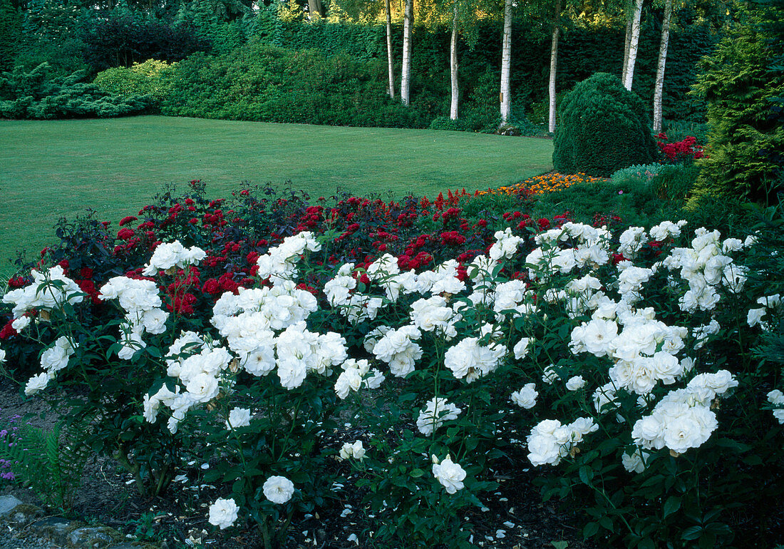 Rosa 'Schneewittchen' syn. 'Iceberg' (Strauchrose), Rosa 'Americana' (Beetrose)