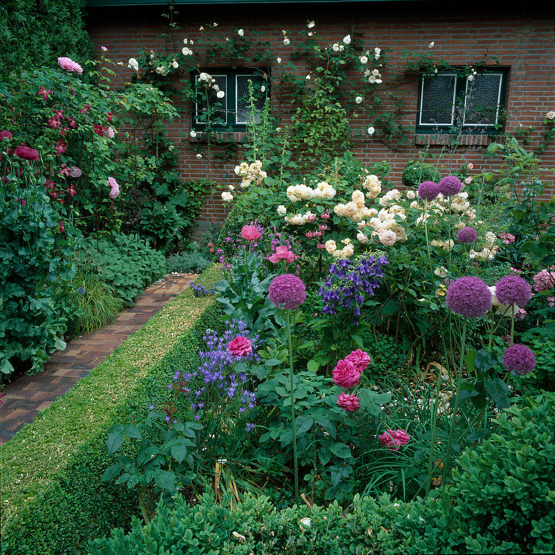 Rosa 'Buff Beauty''Memoire de Caen' (Rosen), Allium giganteum (Zierlauch), Campanula 'Sarastro' (Glockenblume), Clematis (Waldrebe), Papaver somniferum (Schlafmohn), Buxus (Buchs) Hecke