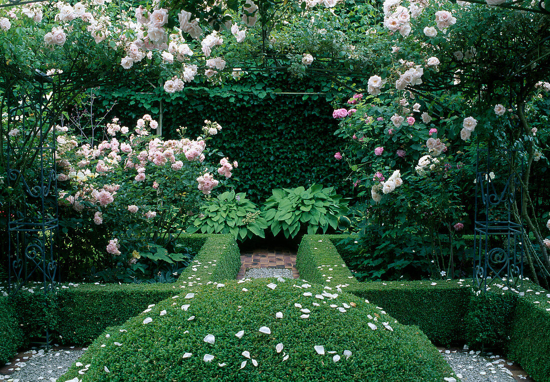 Rosa 'Felicia'(shrub rose), 'New Dawn'(climbing rose) on rose arches, 'Mrs. John Laing'(historical rose), Hosta (funcias), Buxus (box) as ball and hedges