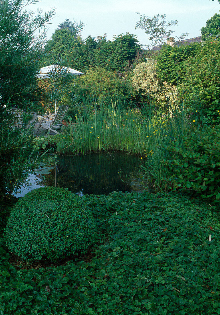 Seat by the pond, Waldsteinia ternata (golden strawberry) as ground cover, Scirpus lacustris (cornice), Buxus (box) ball, Ranunculus flammula (water crowfoot, burning buttercup)