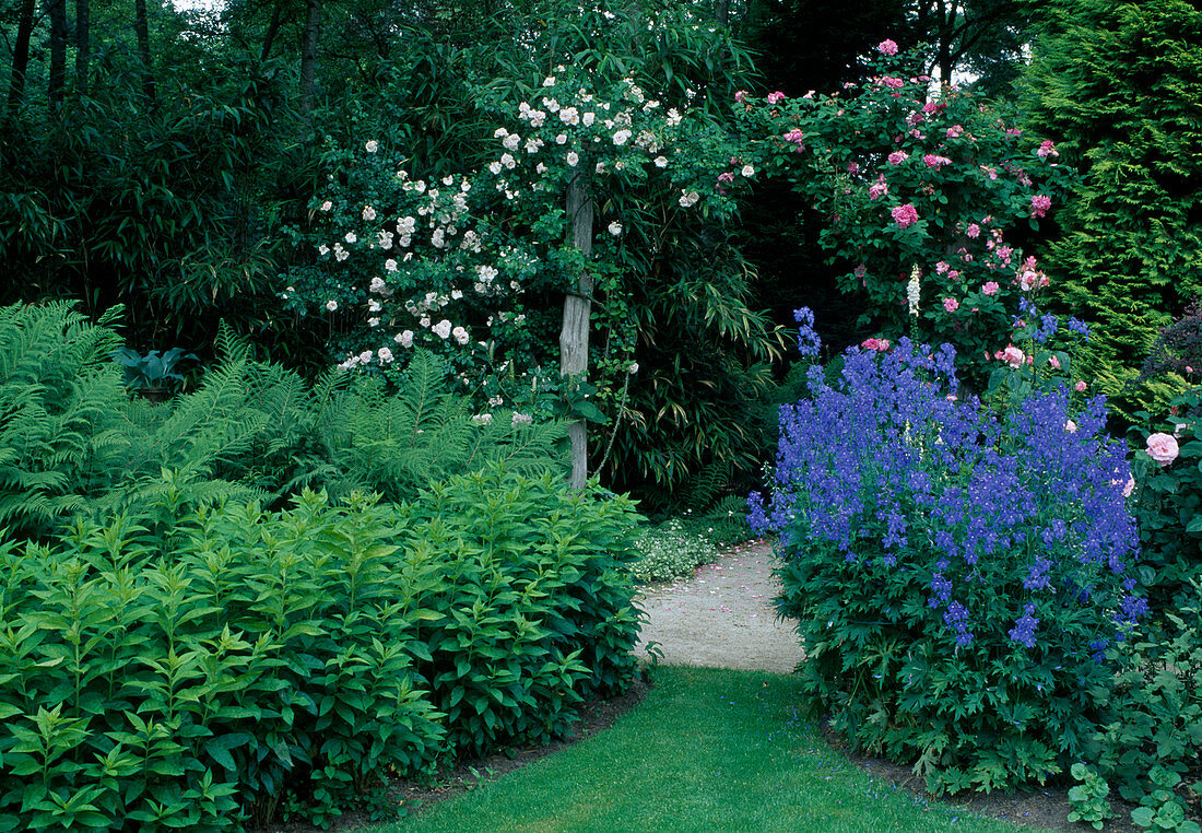 Delphinium and phlox in front of flowering climbing roses