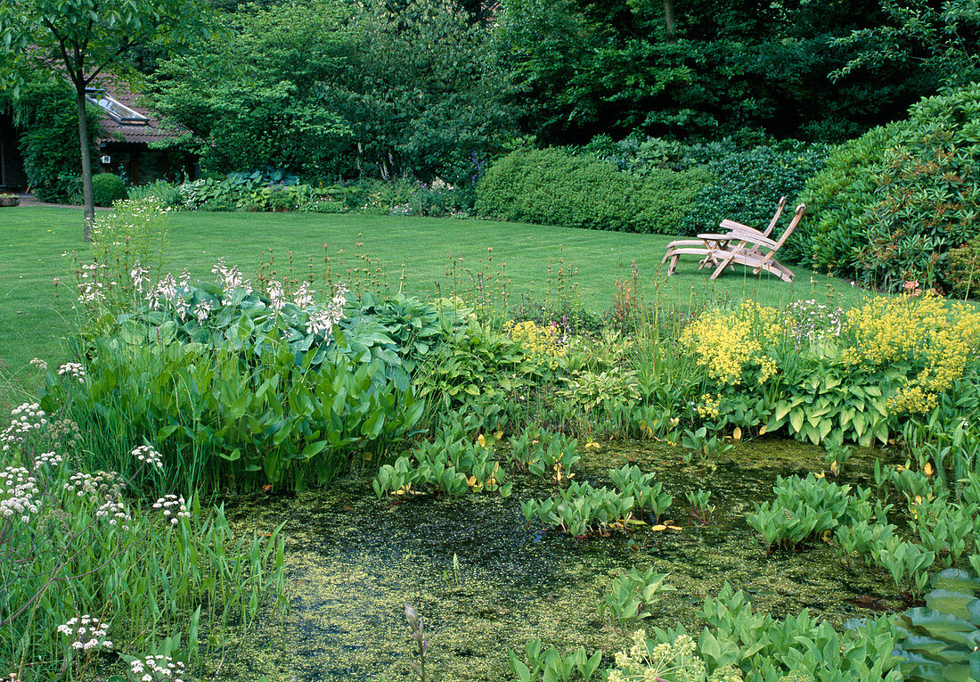 Garden pond - Menyanthes trifoliata (fever clover), Oenanthe aquatica (water fennel), Pontederia cordata (pike weed), on the bank Alchemilla (lady's mantle) and Hosta (funcias), wooden deck chairs on the lawn