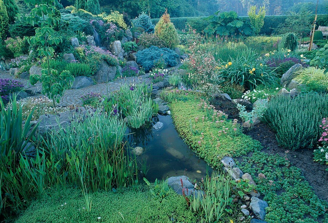 Wassergarten-Iris (Sumpfschwertlilie), Sedum (Fetthenne), Hemerocallis (Taglilie), Blick auf Steingarten mit kleinem Wasserfall, Gunnera manicata (Mammutblatt)
