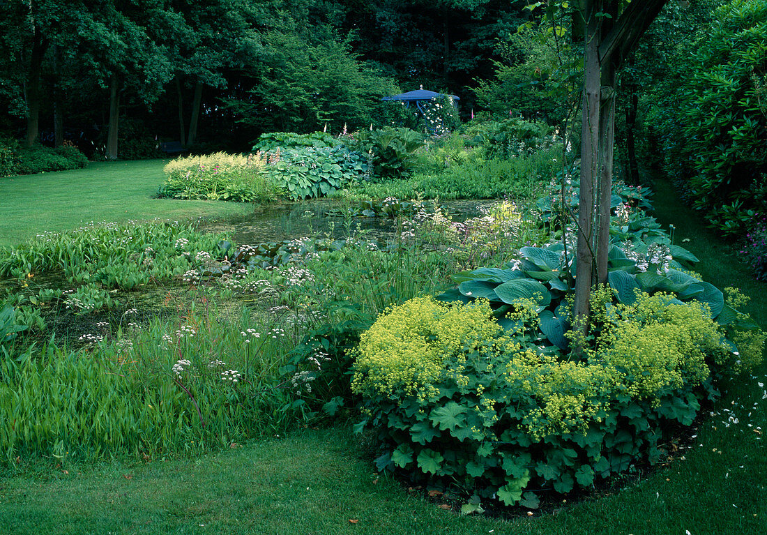 Pond with Sagittaria (arrowhead), Oenanthe aquatica (water fennel), on the bank Alchemilla (lady's mantle), Hosta (hosta), Astilbe (daisy) and Gunnera manicata (redwood leaf), in the background blue pavilion