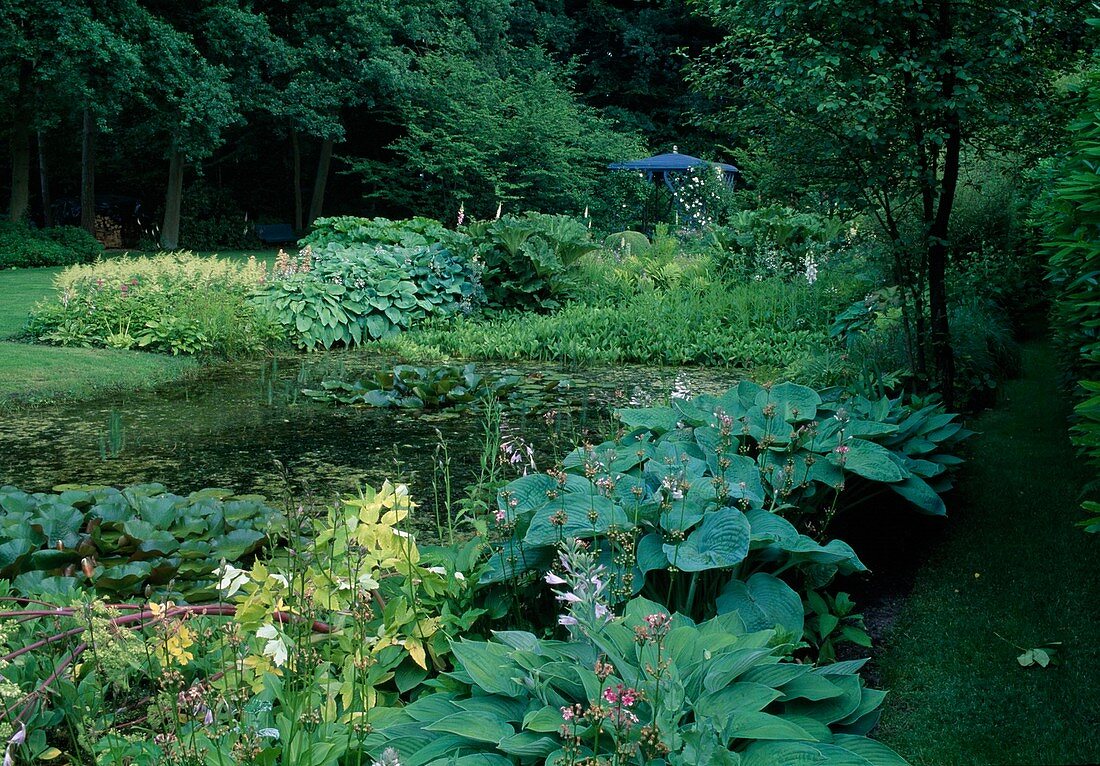 Pond with Nymphaea (water lilies), Menyanthes trifoliata (fever clover), on the bank Hosta (funcias), Astilbe (daisy) and Gunnera manicata (redwood leaf), in the background blue pavilion