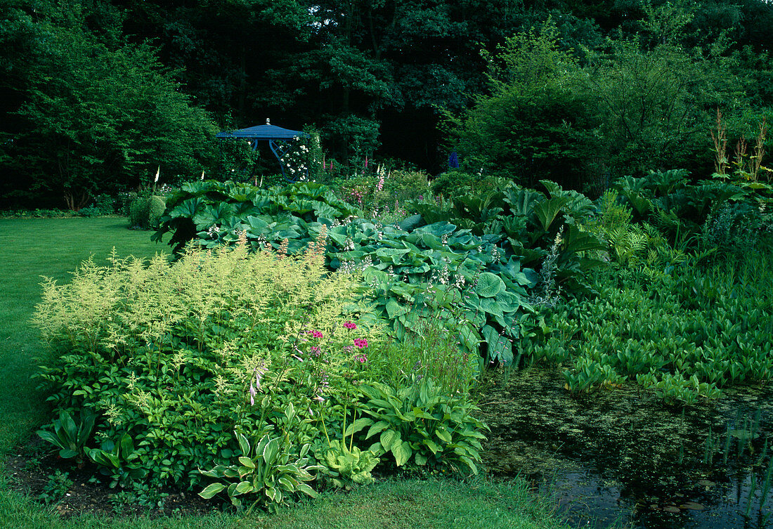 Astilbe 'Irrlicht' (Pleiades), Gunnera tinctoria (redwood leaf), Hosta sieboldiana (blue-leaved fununia), Peltiphyllum peltatum syn. Darmera peltata (shield leaf), in the water Menyanthes trifoliata (fever clover), in the background blue pavilion