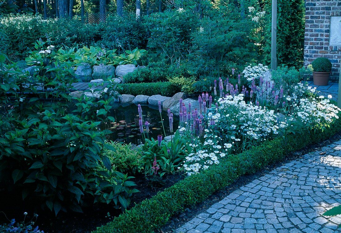 Beet mit Primula vialii (Orchideenprimel) und Aster am Teich mit Einfassung aus Naturstein, kleine Hecke aus Buxus (Buchs)