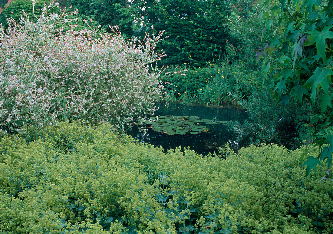 Salix integra 'Hakuro-Nishiki', Alchemilla mollis