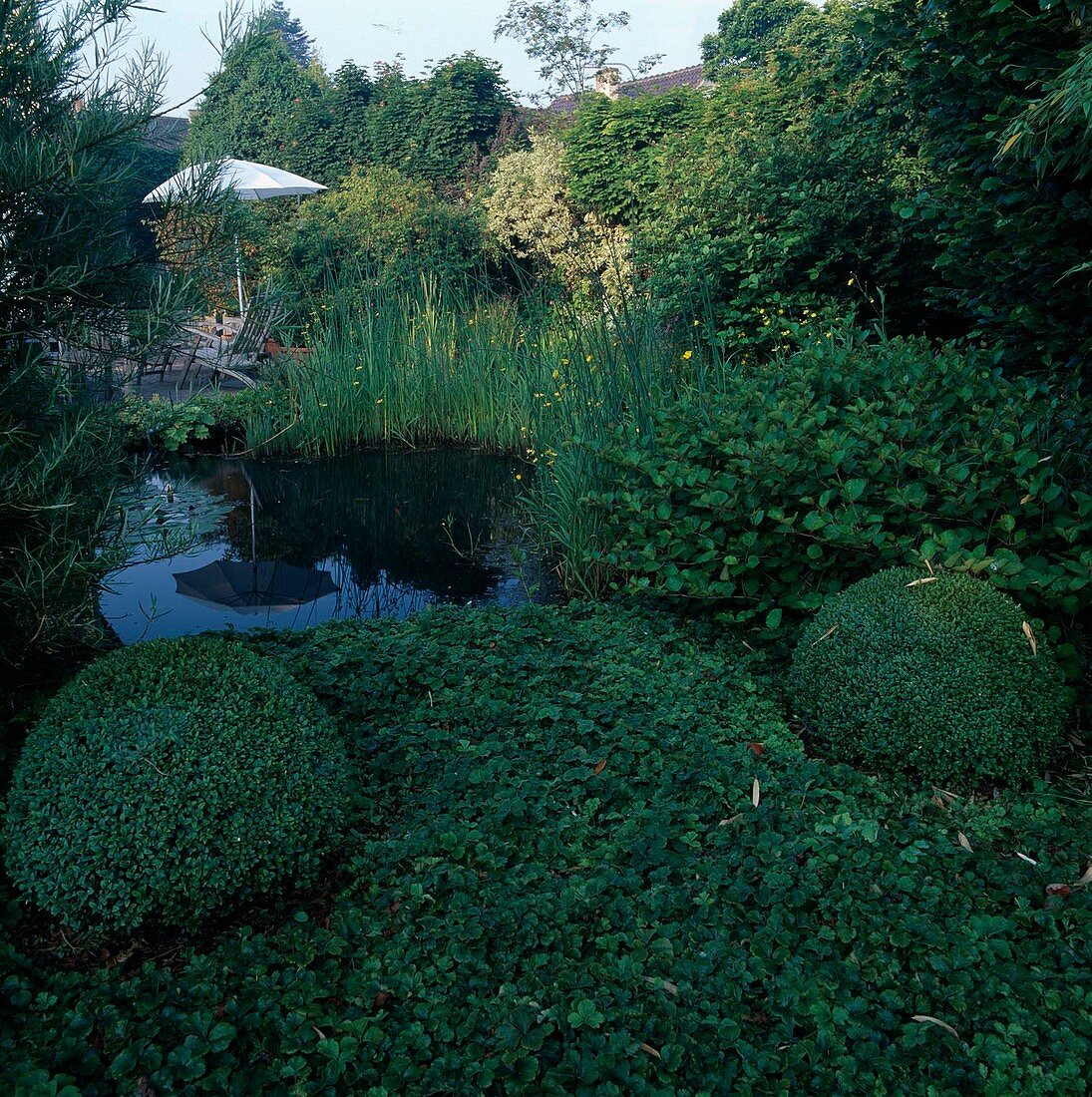 Waldsteinia ternata (golden strawberry) as ground cover, Buxus (box) balls, Scirpus lacustris (rushes)and Ranunculus flammula (buttercup) in the pond, in the back terrace with parasol