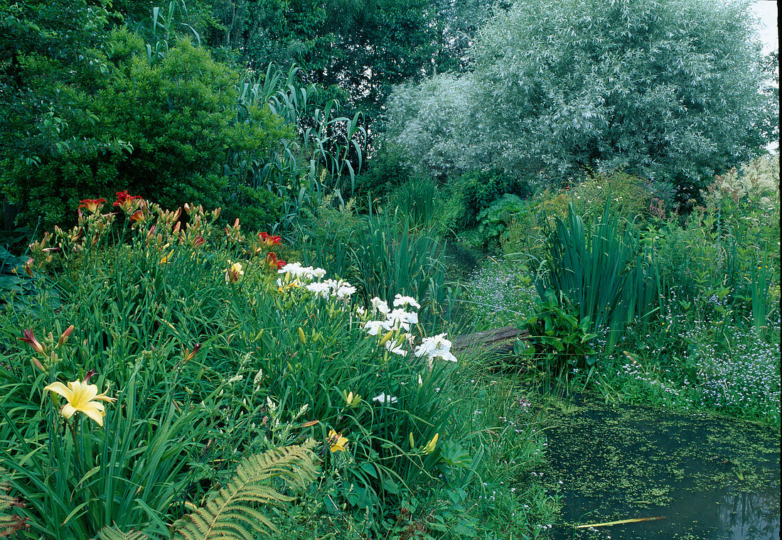 Wassergarten mit Iris (Sumpfschwertlilie), Hemerocallis (Taglilien) und Salix alba 'Argentea' (Silberweide)