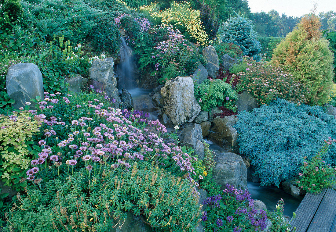 Wasserfall im Beet mit Naturstein, Erigeron glaucus (Feinstrahlaster), Juniperus squamata 'Blue Star'(Blauzederwacholder), Spiraea (Spierstrauch), Santolina (Heiligenkraut)