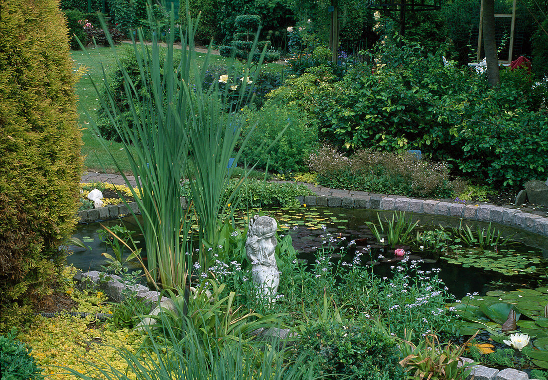 Teich mit Einfassung aus Granitsteinen, Typha (Rohrkolben), Myosotis (Sumpf-Vergissmeinnicht), Nymphaea (Seerosen), Stratiotes aloides (Krebsschere, Wasseraloe), Blick auf Beet mit Stauden und Gehölzen