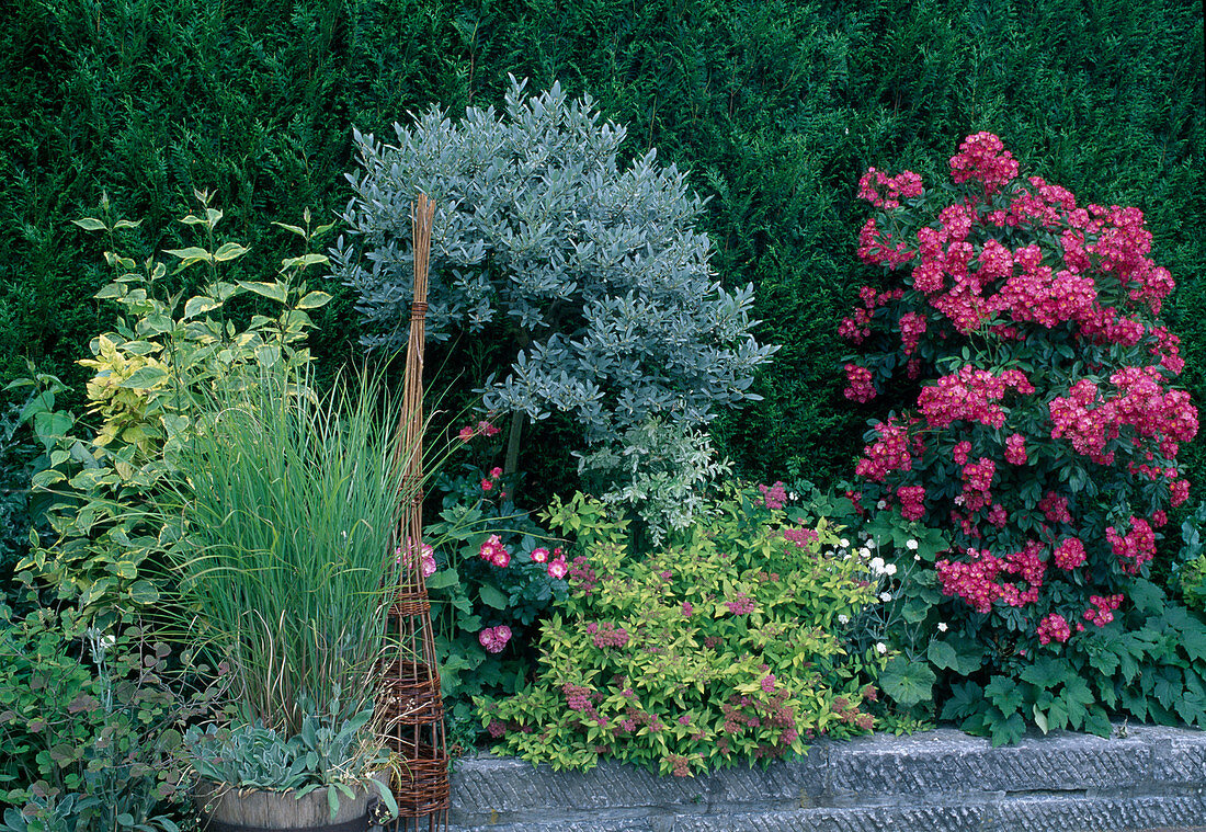 Flowering perennials in front of a thuja hedge against a wall