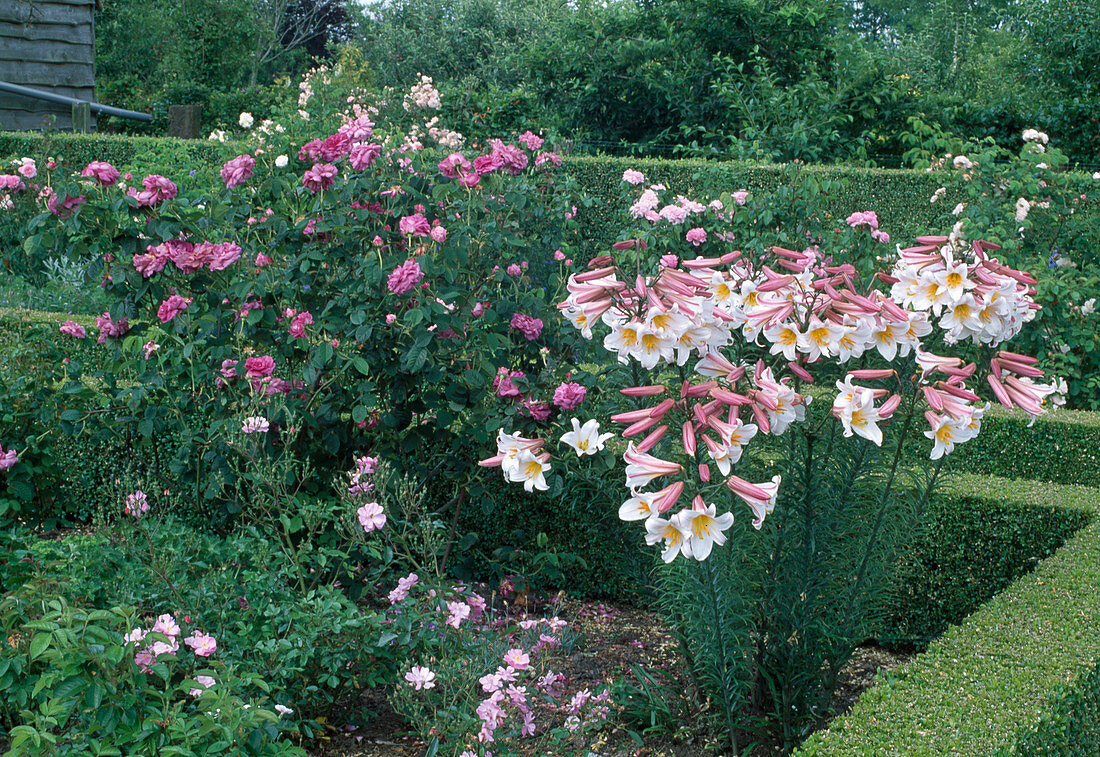 Rosa 'Du Maître d'Ecole' (Gallica-Rose) einmalblühend mit gutem Duft, Lilium regale (Königslilie), Hecken aus Buxus (Buchs)